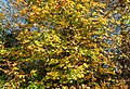 * Nomination Maple tree on Scherzweg in Winklern, Pörtschach, Carinthia, Austria --Johann Jaritz 02:26, 4 November 2024 (UTC) * Promotion  Support Good quality. --Екатерина Борисова 02:37, 4 November 2024 (UTC)