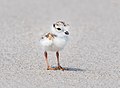 Image 110Piping plover chick in Queens, New York