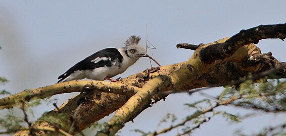 At Lake Nakuru National Park, Kenya