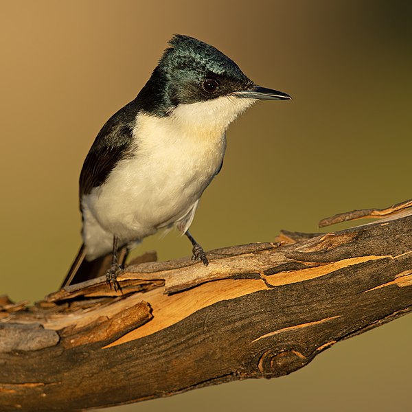 File:Restless Flycatcher - Glen Alice.jpg