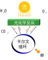 中文