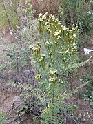 Tagetes minuta - stinking Roger at Thimphu during LGFC - Bhutan 2019 (5).jpg