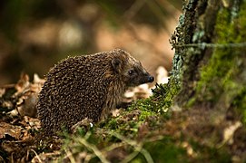 Photographie d'un petit mammifère au corps couvert de piquants.