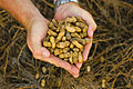 A handful of fresh Florida peanuts.