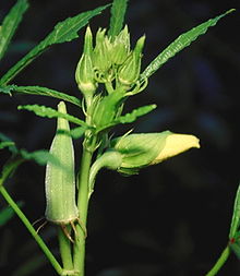 Abelmoschus esculentus (cropped).jpg