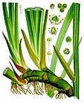 Acorus calamus — Аир обыкновенный