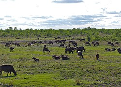 Đàn tại vườn quốc gia Kruger, Nam Phi