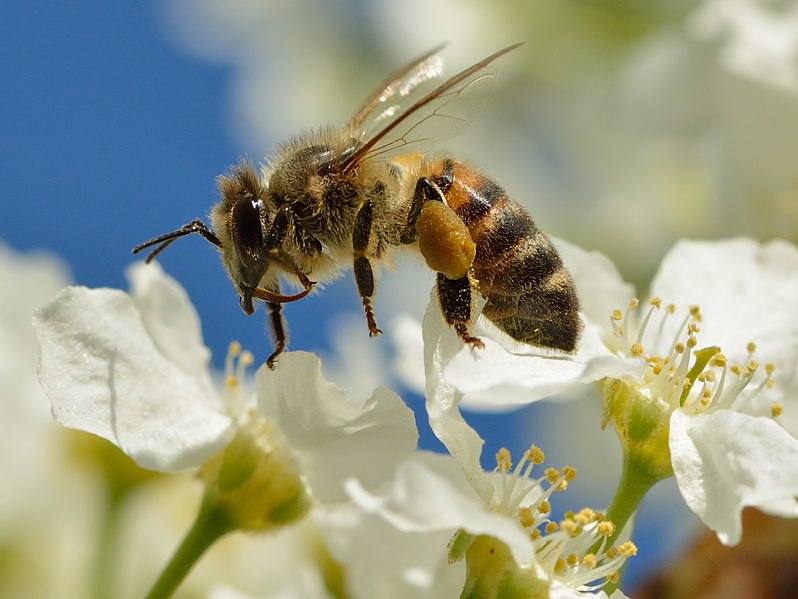 File:Apis mellifera - Prunus padus - Keila.jpg