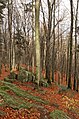 * Nomination Rock formations on the top of Bukowa Góra in the Świętokrzyskie Mountains --Jakubhal 16:52, 5 November 2024 (UTC) * Promotion  Support Good quality. --XRay 17:52, 5 November 2024 (UTC)  Support Good quality. --ReneeWrites 17:46, 5 November 2024 (UTC)