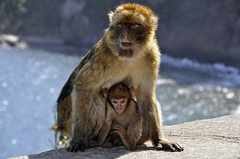 arbary macaque in Algeria