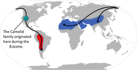 Kartta kamelieläinten levinneisyydestä. Ympyrä kuvaa oletettua synnyinaluetta Amerikan mantereella ja mustat nuolet leviämisreittejä.