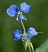 Commelina forsskalaei