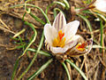 Crocus biflorus in Tuscany