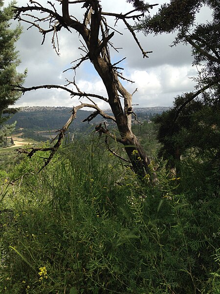 File:Ein Kerem IMG 6622.jpg