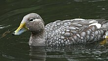 Brassemer de Patagonie (Tachyeres patachonicus)