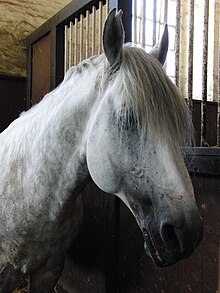 Tête d'un cheval gris dans son box.