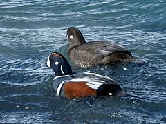 The prettiest birds of Mývatn: Histrionicus histrionicus