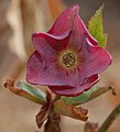 Either Helleborus orientalis or Helleborus x hybridus