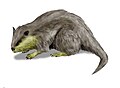 Paleocastoro (Roditore dell'Oligocene)