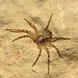 Philodromidae sp., полуостров Юкатан, Мексика