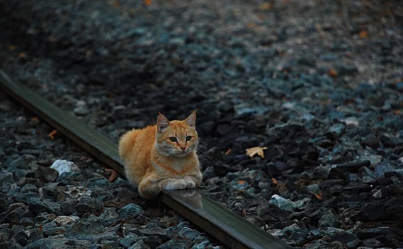 File:The cat lying on the train tracks in Adana Belemedik.jpg