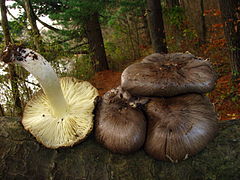 Quatre tricholomes prétentieux, dont un renversé, avec lesquels on peut confondre Tricholoma pardinum.