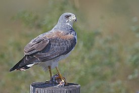 White-tailed hawk