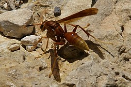 Polistes kaibabensis