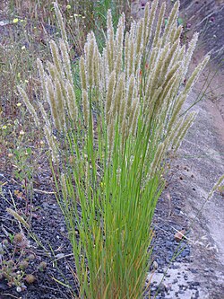 Tähkähelmikkä (Melica ciliata)