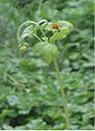 (nl: na de bloei) fruiting