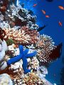 Koralni greben - raznovrstan ekosistem