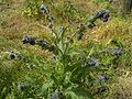 Cynoglossum officinale