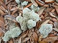 Cladonia evansii from Gulf Breeze, Florida, United States