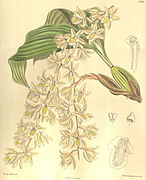 Coelogyne venusta