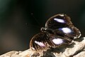 Great Egg Fly (male)