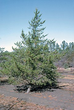 Description de l'image Pinus banksiana tree.jpg.