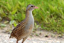 Brown bird with gray face and red legs facing left whilst walking amidst short flowering grasses toward a thicker patch of rough grasses