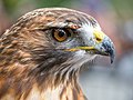 Image 63Red-tailed hawk rescue