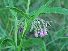 Symphytum officinale 111.jpg