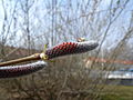 male catkins