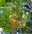 Sausage tree flowers