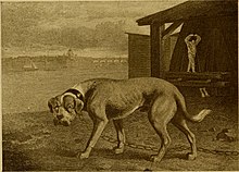 The dog book - a popular history of the dog, with practical information as to care and management of house, kennel, and exhibition dogs; and descriptions of all the important breeds (1906) (20800295488).jpg