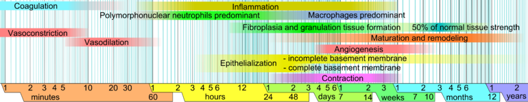 Wound healing phases