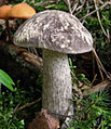 Vielverfärbender Birkenpilz Leccinum variicolor