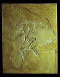 Fossil av Archaeopteryx ("Berlinexemplaret") på naturhistoriska museet i Berlin.