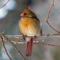 Image 32Northern cardinal female in Central Park