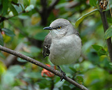 Northernmockingbird.jpg