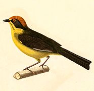 Atlapetes rufinucha 1847.jpg