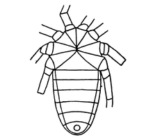 A monograph of the terrestrial Palaeozoic Arachnida of North America progress Page79 fig 86.