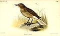 Agriornis montanus solitarius, par Joseph Smit (1888)